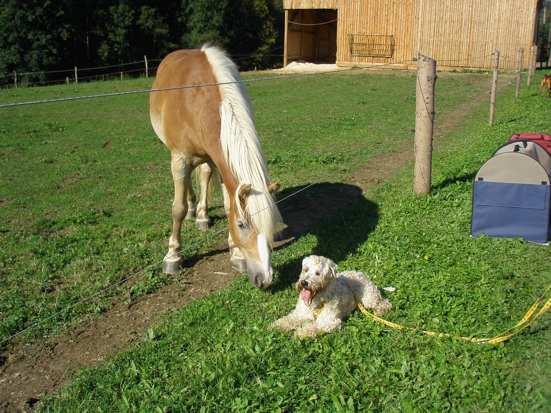 Zvědavý Hafling