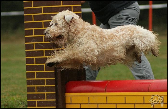 Geila na závodech agility 