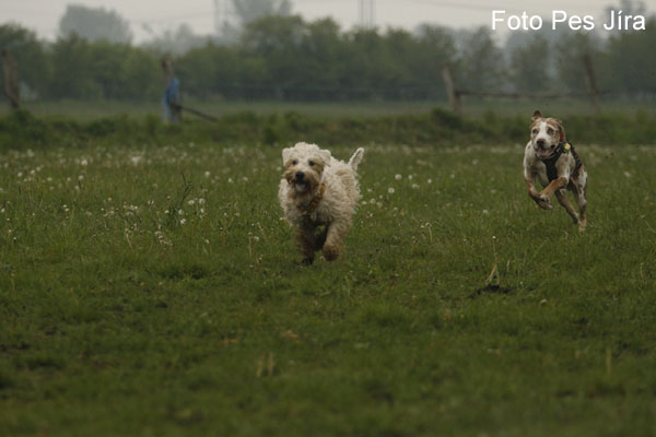 Wheaten a Leopardí pes