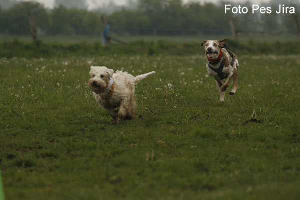 Blue Berry Hill Happy Wheaten a Falco Šumící křídla